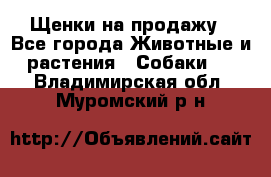 Щенки на продажу - Все города Животные и растения » Собаки   . Владимирская обл.,Муромский р-н